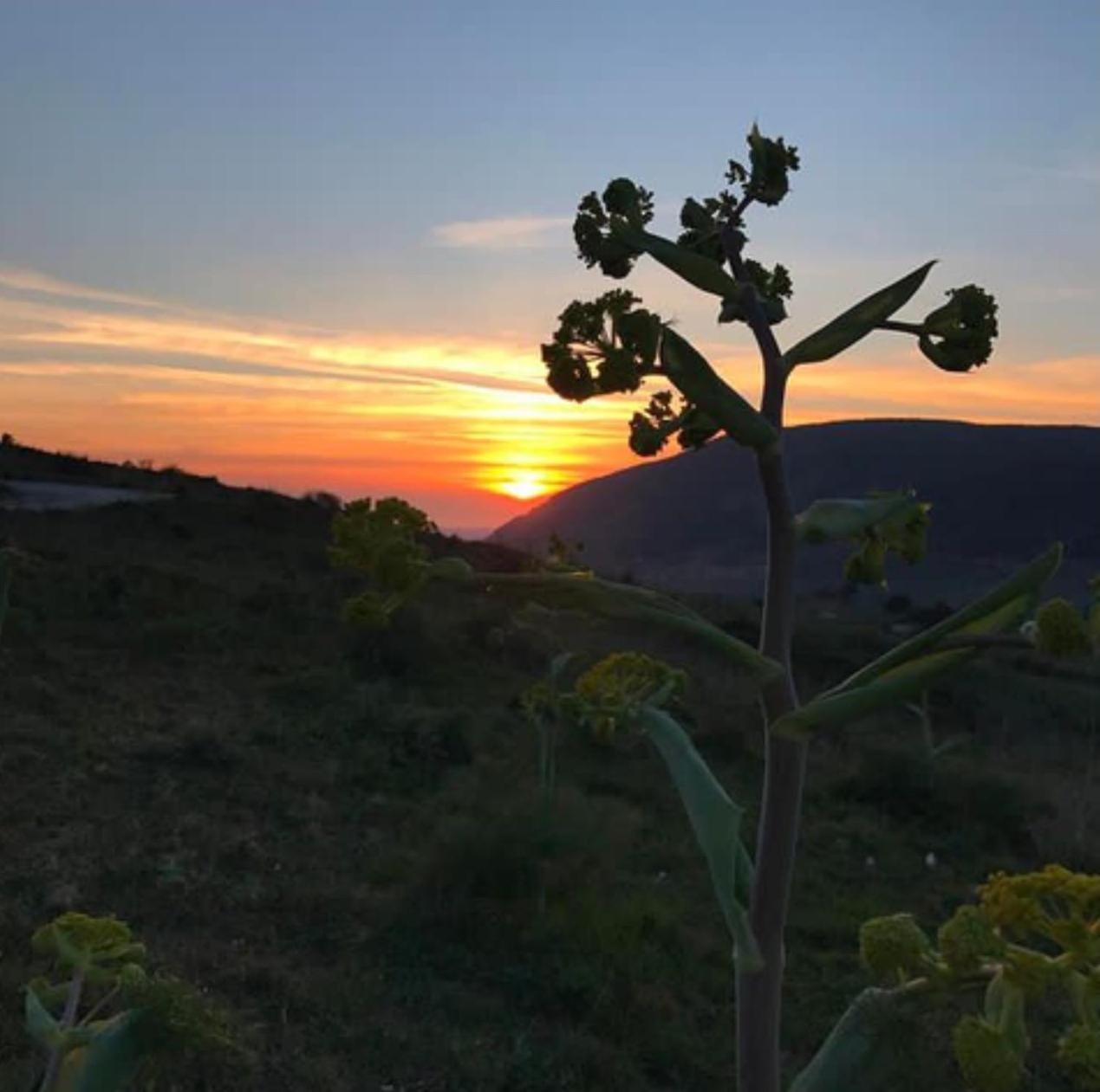 In Sicilia Da Ciro Bed and Breakfast Vita Eksteriør billede